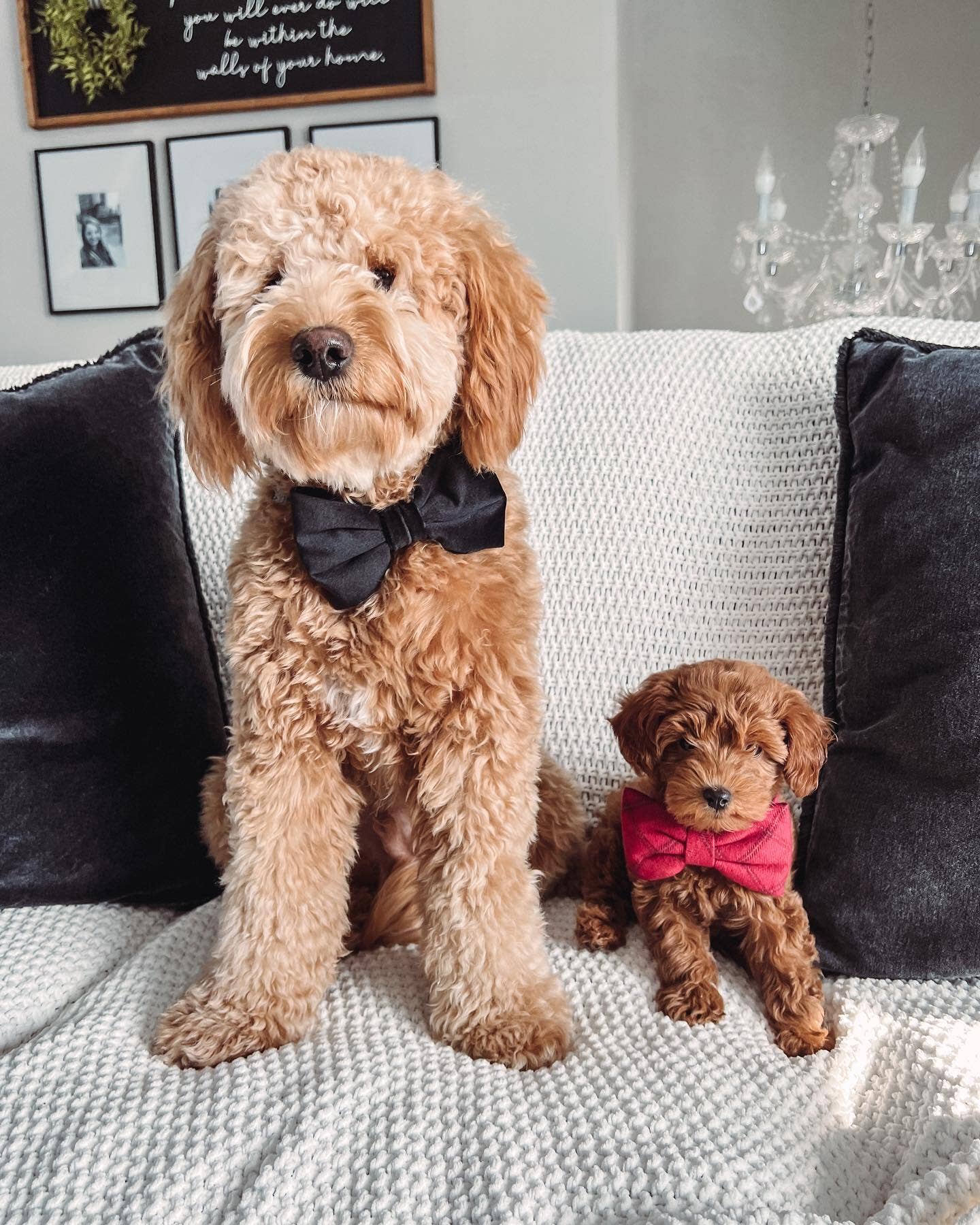 Black Velvet Dog Bow Tie